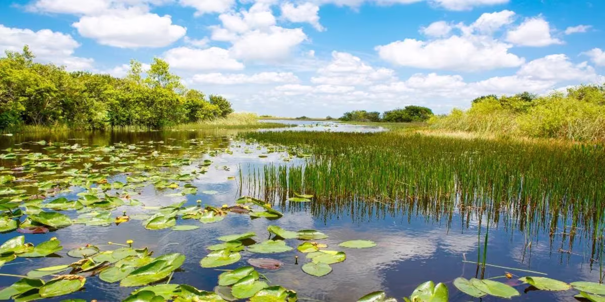 Everglades from Fort Lauderdale Tour.jpg