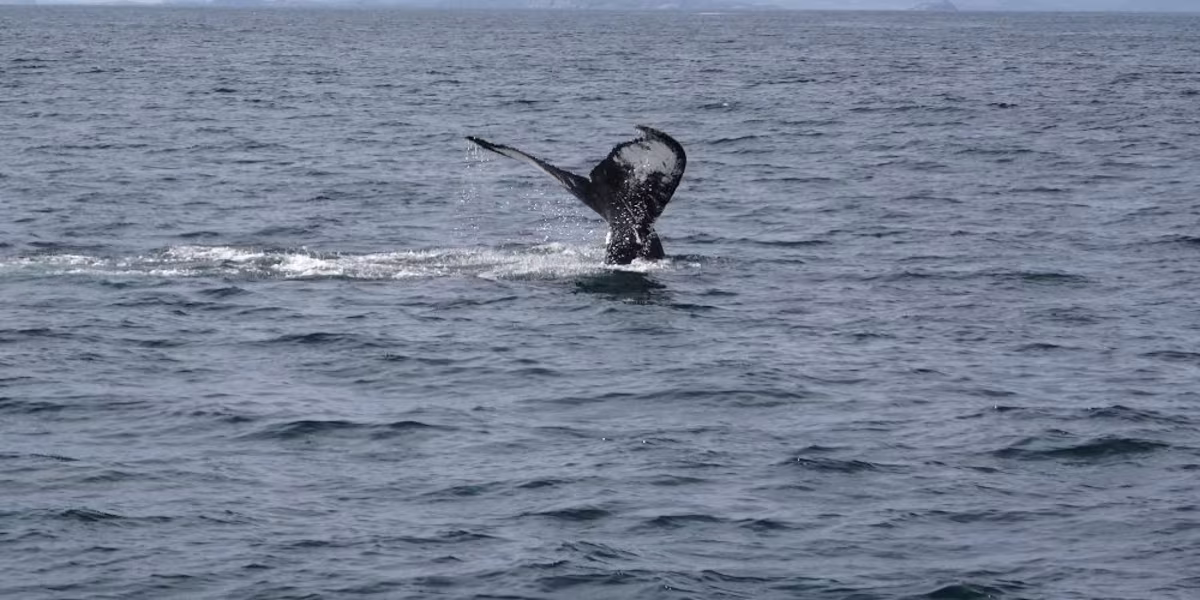 Best of St. John's Tour Newfoundland.jpg